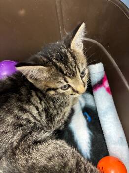 Rescue Domestic Short Hair Cats for Adoption in Hartsville, South Carolina - 25-1643 | PetCurious