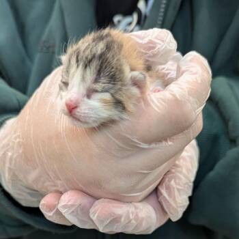 Silver -  Domestic Short Hair Cat for Adoption in Lynchburg, Virginia - Silver | PetCurious