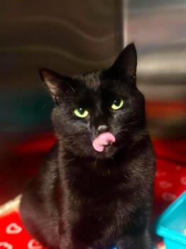 Pickle Juice -  Domestic Short Hair Cat for Adoption in Sebastian, Florida - Pickle Juice | PetCurious