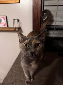 Clover -  Domestic Short Hair Cat for Adoption in Camp Hill, Pennsylvania - Clover | PetCurious