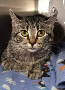 Domestic Short Hair Cats Available for Adoption in Waupaca, Wisconsin - Dorothy | PetCurious