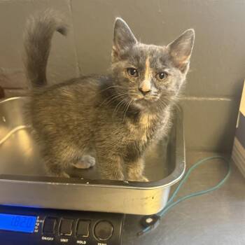 Rory -  Domestic Short Hair Cat for Adoption in Tuscaloosa, Alabama - Rory | PetCurious