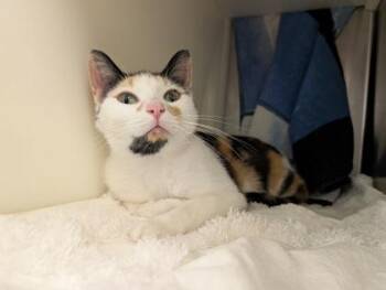 Domestic Short Hair Cats Available for Adoption in Westland, Michigan - Ophelia | PetCurious