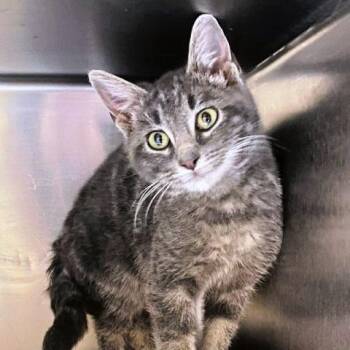 Rescue Tabby Cats for Adoption in Millcreek, Utah - Pinecone | PetCurious