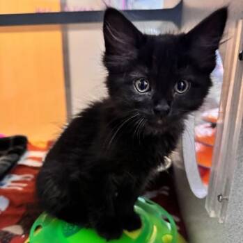 Cupcake -  Domestic Medium Hair Cat for Adoption in Waterloo, Iowa - Cupcake | PetCurious
