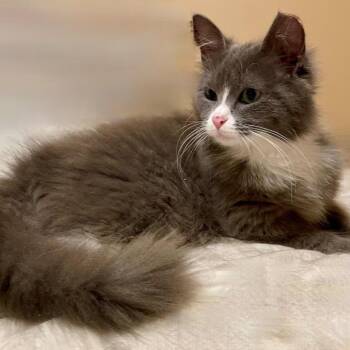 Mia -  Domestic Medium Hair Cat for Adoption in Fairfax Station, Virginia - Mia | PetCurious