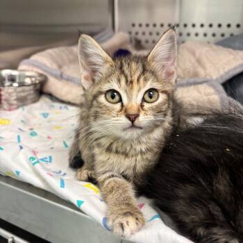 Paprika -  Domestic Short Hair Cat for Adoption in Clavet, Saskatchewan - Paprika | PetCurious