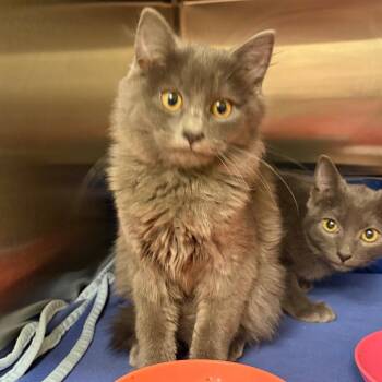 Domestic Medium Hair Cats Available for Adoption in Keizer, Oregon - Tia | PetCurious