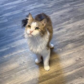 May May -  Domestic Long Hair Cat for Adoption in Cortland, New York - May May | PetCurious