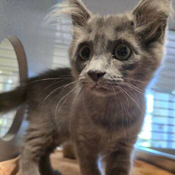 Tetia -  Domestic Short Hair Cat for Adoption in Asheville, North Carolina - Tetia | PetCurious