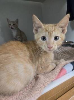 Boomerang -  Domestic Short Hair Cat for Adoption in Savannah, Georgia - Boomerang | PetCurious
