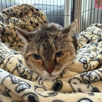 SAMMIE -  Domestic Short Hair Cat for Adoption in Fernandina Beach, Florida - SAMMIE | PetCurious