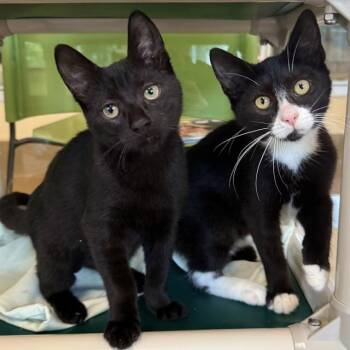 Felix & Cleo -  Domestic Short Hair Cat for Adoption in Eatontown, New Jersey - Felix & Cleo | PetCurious