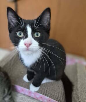 Tuxedo Cats Available for Adoption - FOSTER | PetCurious