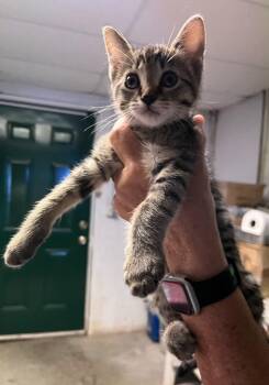 Lily -  Domestic Short Hair Cat for Adoption in Rossville, Georgia - Lily | PetCurious