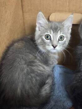 Muffy -  Domestic Short Hair Cat for Adoption in Westland, Michigan - Muffy | PetCurious