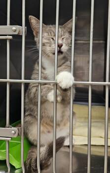 Chatter -  Domestic Short Hair Cat for Adoption in Mocksville, North Carolina - Chatter | PetCurious