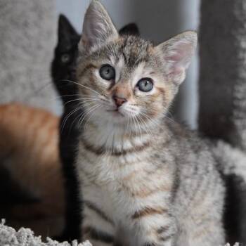 Domestic Short Hair Cats Available for Adoption in Port Richey, Florida - Halo | PetCurious