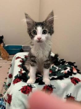 Odie -  Domestic Short Hair Cat for Adoption in Bellevue, Washington - Odie | PetCurious
