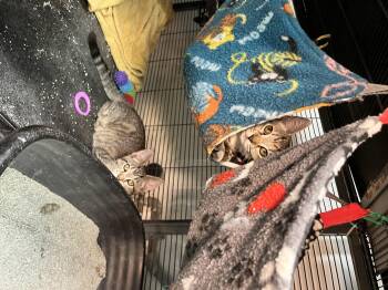 Rescue Domestic Short Hair Cats for Adoption in Shelton, Washington - Paris, Panama, Prague | PetCurious