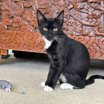 Luna (Courtesy Post) -  Domestic Short Hair Cat for Adoption in San Jose, California - Luna (Courtesy Post) | PetCurious