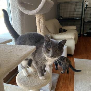 Rescue Domestic Short Hair Cats for Adoption in Buffalo, New York - Paul & Trevor | PetCurious