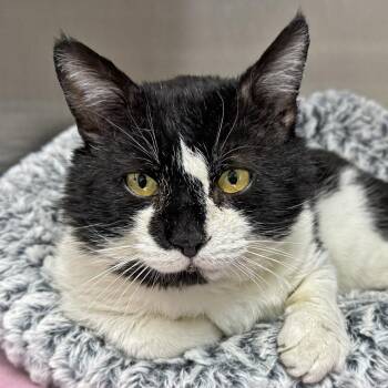 Domestic Short Hair Cats Available for Adoption - Sydney | PetCurious