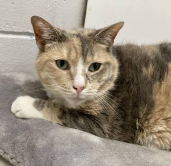 Missy -  Domestic Short Hair Cat Available for Adoption in Huntington, New York - Missy | PetCurious