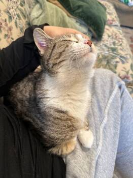 Domestic Short Hair Cats Available for Adoption - Naomi | PetCurious