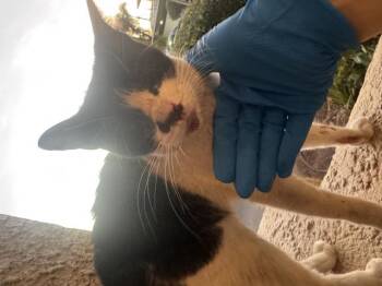 CONSTANCE -  Domestic Short Hair Cat for Adoption in Ontario, California - CONSTANCE | PetCurious