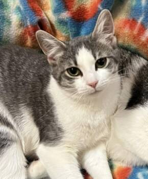 Darcy -  Domestic Short Hair Cat Available for Adoption in Blasdell, New York - Darcy | PetCurious