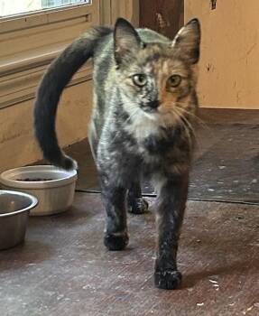 Luna -  Domestic Short Hair Cat for Adoption in Floyd, Virginia - Luna | PetCurious