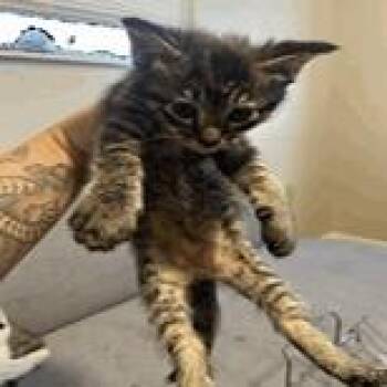 Gleam -  Domestic Short Hair Cat for Adoption in NEW PT RICHEY, Florida - Gleam | PetCurious