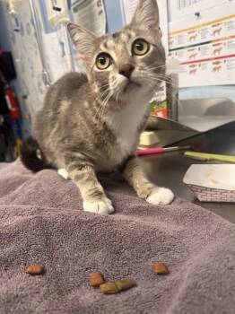 Poi -  Domestic Short Hair Cat for Adoption in Roseville, California - Poi | PetCurious