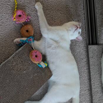 Domestic Short Hair Cats Available for Adoption in Sunnyvale, California - Sonny | PetCurious