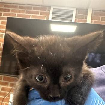 Domestic Short Hair Cats Available for Adoption in Allentown, Pennsylvania - Java | PetCurious