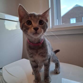 Poppy -  Domestic Short Hair Cat for Adoption in Pittsburgh, Pennsylvania - Poppy | PetCurious