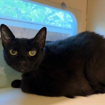 Blu -  Domestic Short Hair Cat for Adoption in Prince Frederick, Maryland - Blu | PetCurious