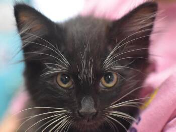 Lizard -  Domestic Long Hair Cat for Adoption in Portland, Oregon - Lizard | PetCurious