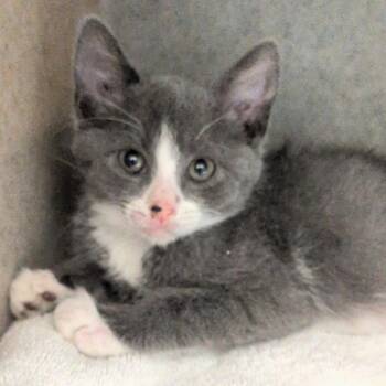 Torb -  Domestic Short Hair Cat for Adoption in Reno, Nevada - Torb | PetCurious