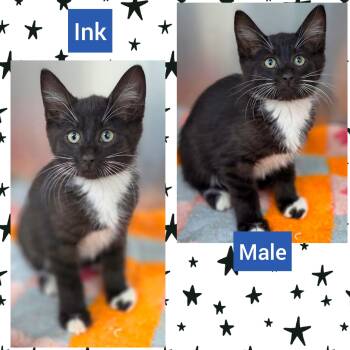 Ink -  Domestic Short Hair Cat for Adoption in Beaverton, Oregon - Ink | PetCurious