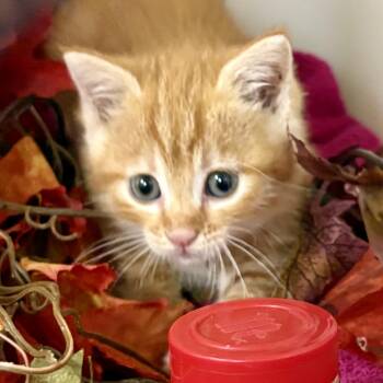 Pumpkin Spice -  Domestic Short Hair and Tabby Cat for Adoption in Charles City, Iowa - Pumpkin Spice | PetCurious