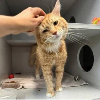 Domestic Short Hair Cats Available for Adoption in New York, New York - Toby | PetCurious