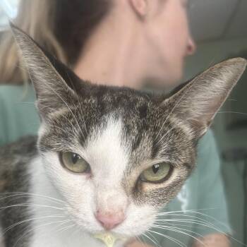 Lucy -  Domestic Short Hair Cat for Adoption in Cleveland, Mississippi - Lucy | PetCurious