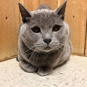 Baloo -  Russian Blue Cat for Adoption in Spokane Valley, Washington - Baloo | PetCurious