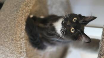 Domestic Short Hair Cats Available for Adoption - Jasper | PetCurious