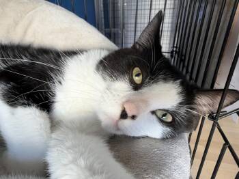 Dustin -  American Shorthair Cat for Adoption in Hull, Massachusetts - Dustin | PetCurious