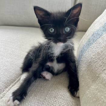 Rescue Domestic Short Hair Cats for Adoption in Jupiter, Florida - Lovebug | PetCurious