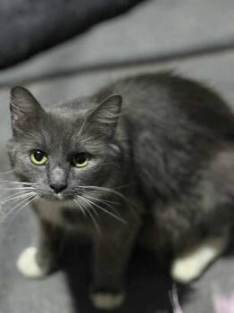Rescue Domestic Long Hair Cats for Adoption in Salisbury, North Carolina - Clover | PetCurious