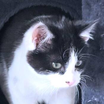 Domestic Medium Hair Cats Available for Adoption - Juniper | PetCurious